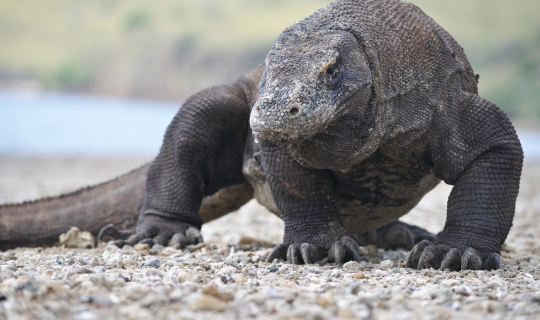 Indonesia - komodo.jpg