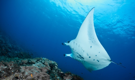 Maldives - manta ray.jpg