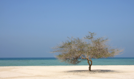 The United Arab Emirates - tree beach.jpg