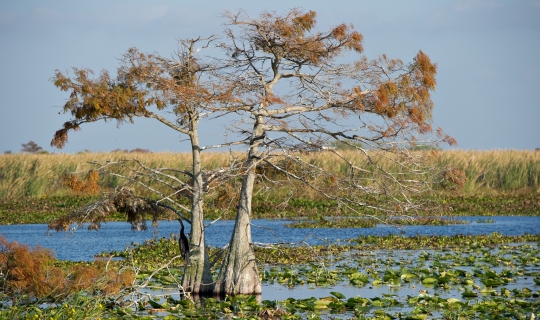 Florida - everglades.jpg