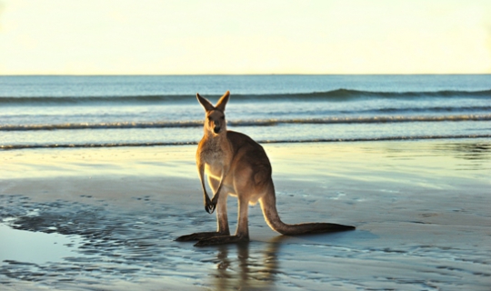 Australia - kangaroo australia.jpg