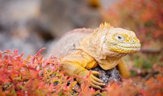 Galapagos 1