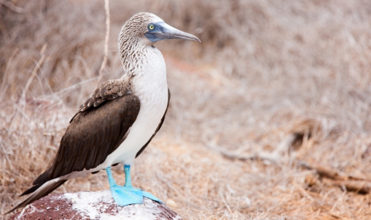 Galapagos 3